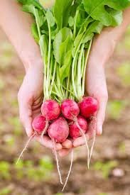 Fresh Organic Red Radish
